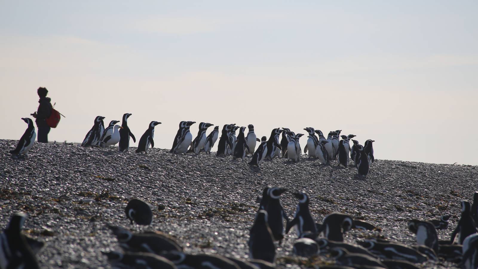 PUERTO MADRYN - AEREO  -SALIDAS:  ENERO 19 Y 26 -FEBRERO 02 Y 09 